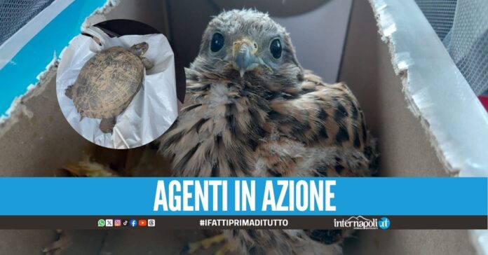 La Polizia Metropolitana di Napoli salva la tartaruga esotica e il gheppio