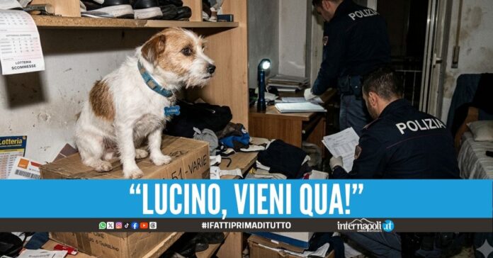 Il ras dell'Area 51 salvato dal cagnolino: aveva 30 grammi di cocaina in tasca