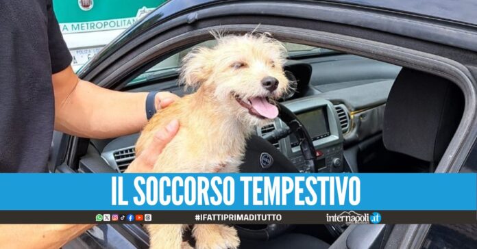 Boccheggiava nell'auto in sosta, cucciolo Charlie salvato a Napoli