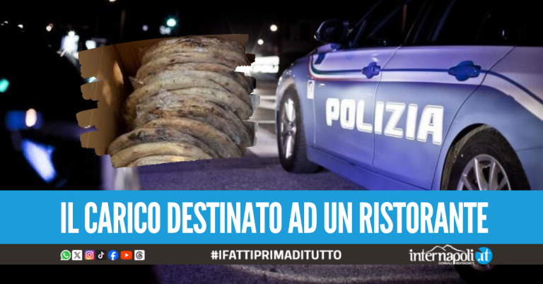 Pizze "surgelate" in viaggio da Nola a Sorrento nella Panda senza frigo, sequestrato il carico