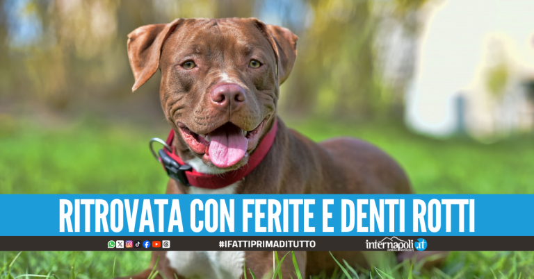 Choc nella notte al canile di Pagani, pitbull rapita e picchiata selvaggiamente
