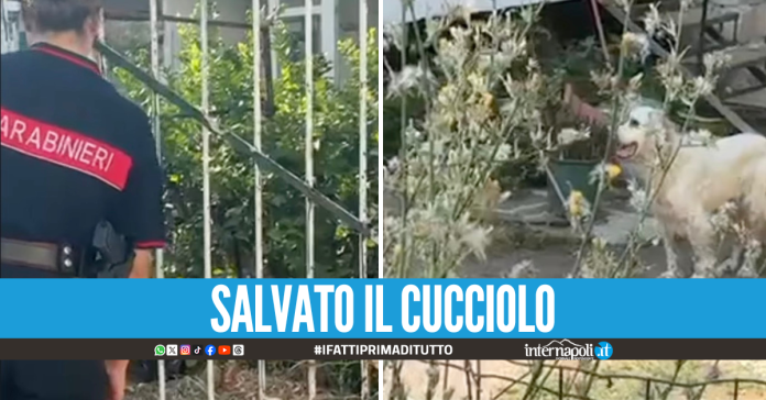 Terremoto Campi Flegrei, carabinieri salvano cagnolino tra le macerie a Pozzuoli
