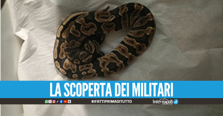 Pitone reale abbandonato in un sacchetto a Castel Volturno, salvato dai carabinieri