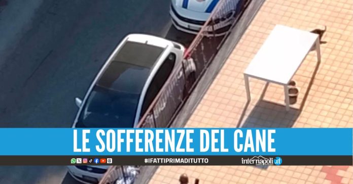 Lasciato sotto al sole rovente, cane muore di stenti a Casoria