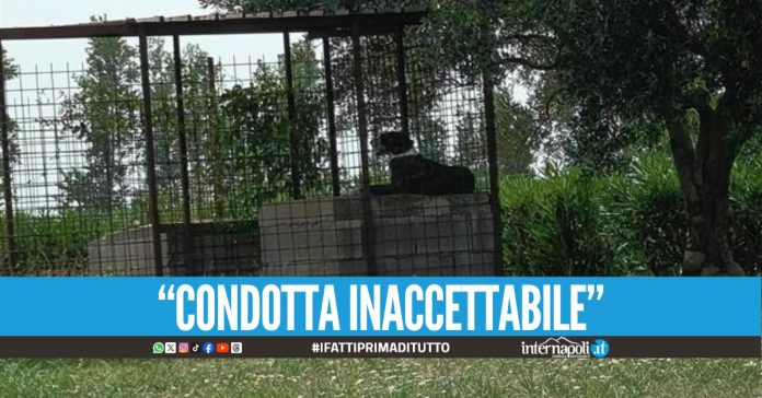 Cane chiuso in gabbia sotto il sole cocente, la denuncia a Nola