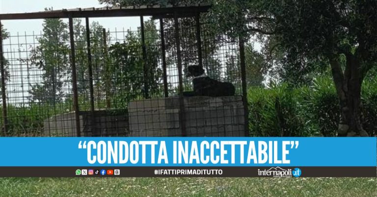 Cane chiuso in gabbia sotto il sole cocente, la denuncia a Nola