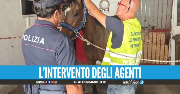 Salvati un puledro di 6 mesi e un cavallo, erano nella stalla abusiva