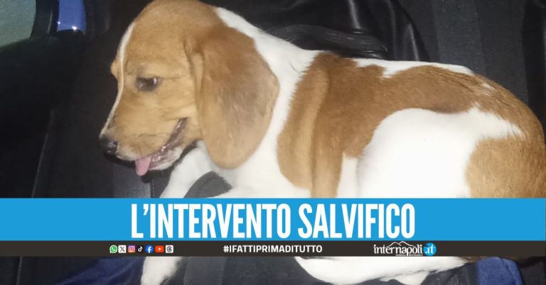 La polizia salva un Beagle smarrito lungo la Tangenziale di Napoli