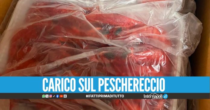 Sequestra una tonnellata di gamberi rossi a Pozzuoli, erano surgelati