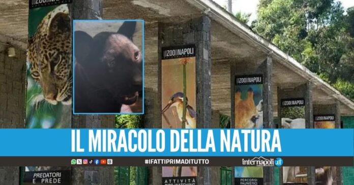 Napoli ammira Parthenope, la cucciola di giaguaro nata allo zoo