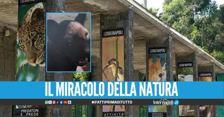Napoli ammira Parthenope, la cucciola di giaguaro nata allo zoo