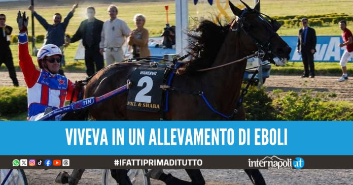 morto cavallo varenne