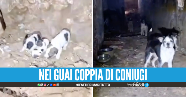 Choc a Eboli: 38 cani tra rifiuti ed escrementi, al buio e senz'acqua