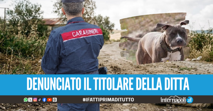 Choc ad Aversa, affida il suo pitbull morto per la cremazione e lo ritrova abbandonato sul marciapiede