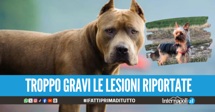 Pitbull aggredisce yorkshire in braccio alla padrona, per il cagnolino arriva l'eutanasia