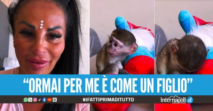 Caso scimmietta, Rita De Crescenzo si affida all'avvocato egiziano per portarla in Italia