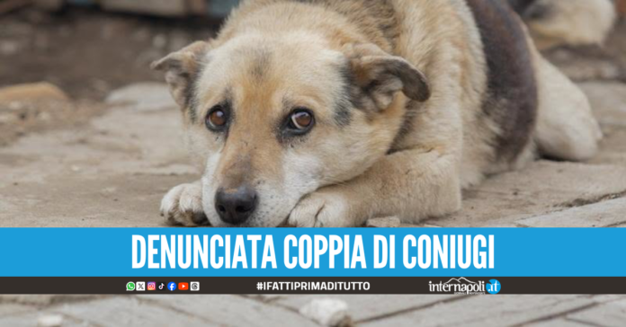 Choc a Capaccio: 38 cani tra rifiuti ed escrementi, al buio e senz'acqua