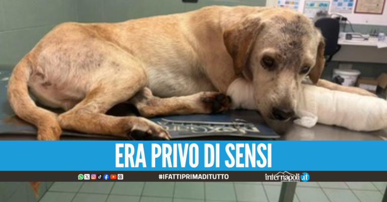Choc ad Apice, cagnolino trovato in fin di vita: lo avevano strangolato e accoltellato