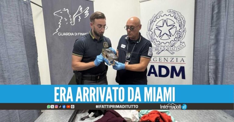 Nasconde una testa di coccodrillo nella valigia, scatta la denuncia