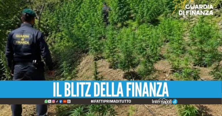Piantagione di marijuana scovata a Caserta, era nascosta gli uliveti