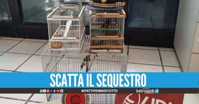 Cardellini nascosti nella concessionaria d'auto, blitz nel Napoletano