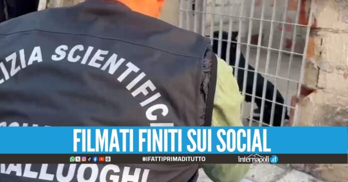 Combattimenti clandestini e scommesse, salvati 13 pitbull