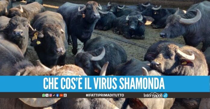 Virus Shav in Campania, la Regione: 