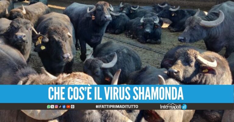 Virus Shav in Campania, la Regione: "Nessun emergenza negli allevamenti"