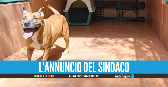 Pitbull maltrattato a Sant’Antimo, il cucciolo è al sicuro: denunciati i proprietari
