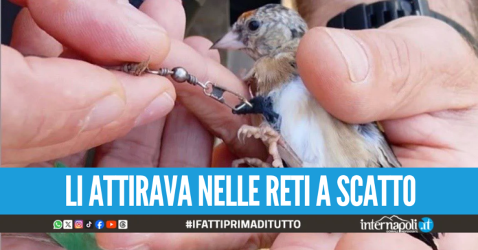 Usava cardellini vivi come esche per altri uccelli, arrestato bracconiere nel Sannio
