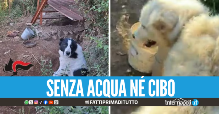 Orecchie tagliate e legati con la catena, cagnolini salvati in extremis ad Agerola