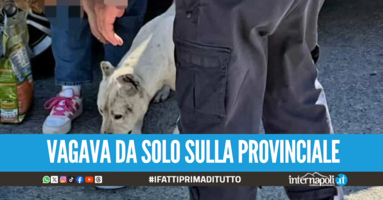 Taglia le orecchie al pitbull a Marcianise, proprietario finisce nei guai