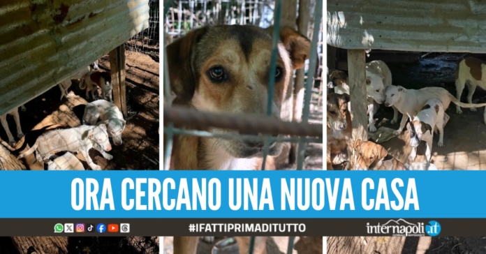 Canile lager nella discarica a cielo aperto a Caserta, messi in salvo 16 cani
