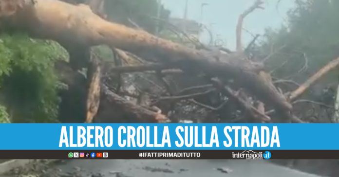 Maltempo a Napoli e provincia, cade albero a Varcaturo: strada bloccata