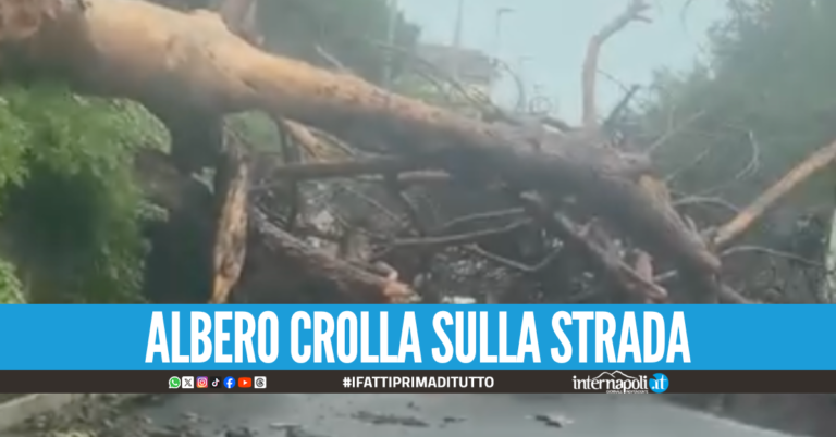 Maltempo a Napoli e provincia, cade albero a Varcaturo: strada bloccata