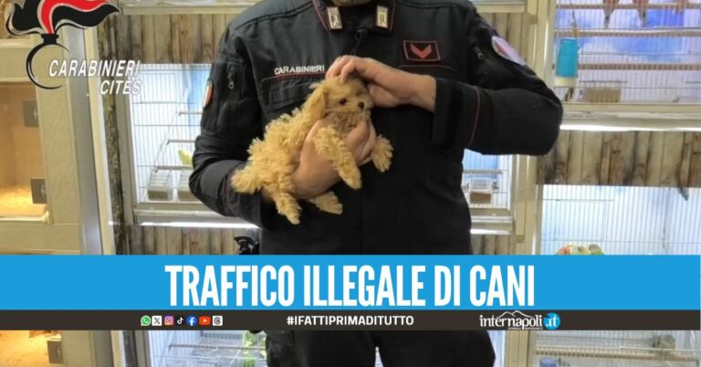 Vendevano cuccioli malati e imbottiti di farmaci, 5 arresti a Napoli