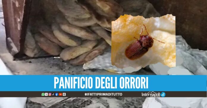 Rosette tra larve e insetti, panificio sequestrato nell'Agro Aversano